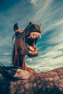 laughing_horse2